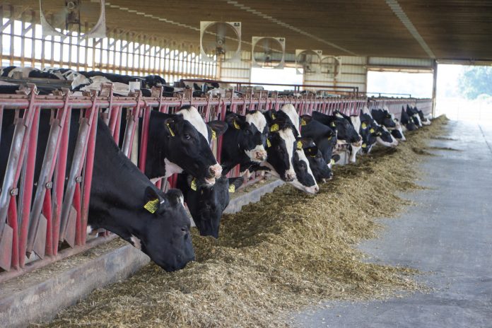 Quality feed Quality feed