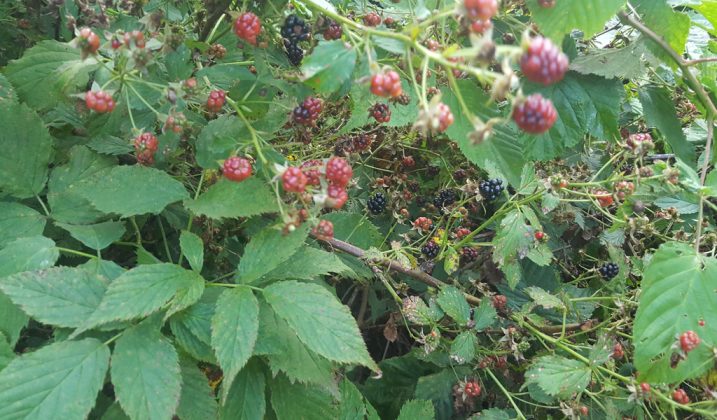 Blackberries and black dewberries