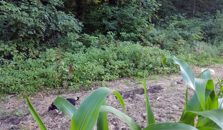 Berry bushes at edge of cornfield