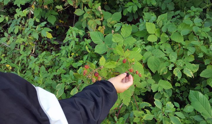 Picking blackberries