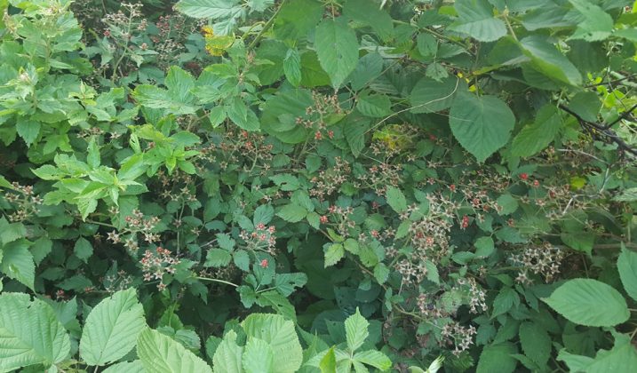 Picked-over berry bushes