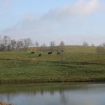 Could traceability boost beef value? beef cattle