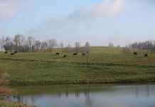 Could traceability boost beef value? beef cattle