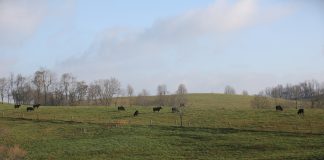 Could traceability boost beef value? beef cattle