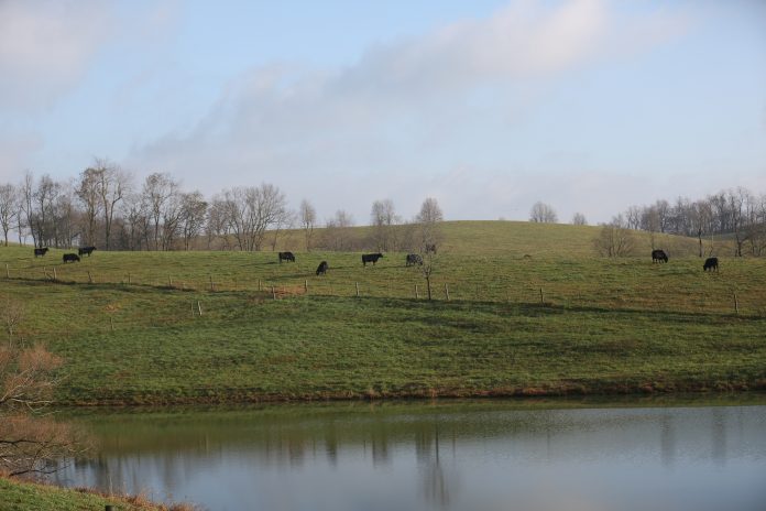 beef cattle beef cattle