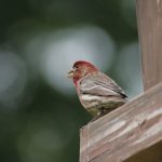 Studying the common house finch from my window house finch
