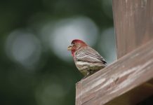Studying the common house finch from my window house finch