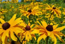 How to plant a Pennsylvania wildflower garden Black-eyed Susans