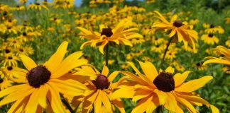 Black-eyed Susans