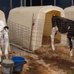 Do you know your colostrum bacteria levels? calf in hutch