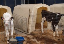 Do you know your colostrum bacteria levels? calf in hutch