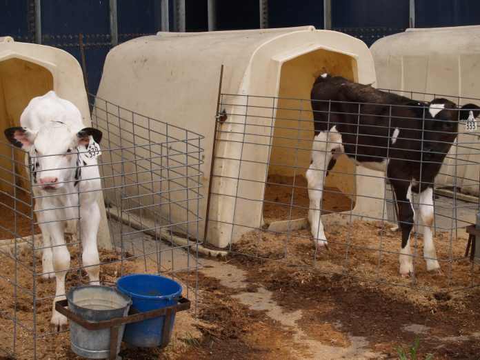 calf in hutch calf in hutch