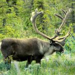 Hunter’s dream: Where are the caribou? caribou
