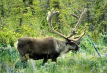 Hunter’s dream: Where are the caribou? caribou