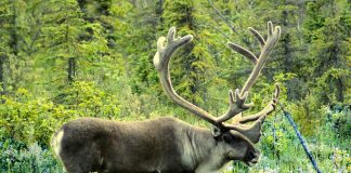 Hunter’s dream: Where are the caribou? caribou