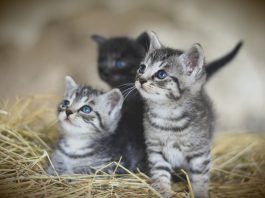 barn kittens