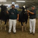 Rupp-Vue shows grand champion District 7 Ohio Holstein Show