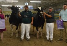 Rupp-Vue shows grand champion District 7 Ohio Holstein Show