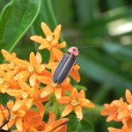 Looking into the loss of our favorite summer sparkle firefly