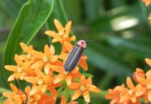 Fireflies are nature’s fireworks firefly