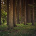 Conservation funds still available forest