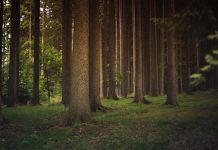 Conservation funds still available forest