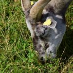 Paralephostrongylus tenuis affects small ruminants grazing goat