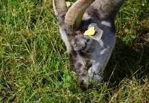Paralephostrongylus tenuis affects small ruminants grazing goat