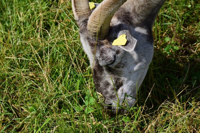 grazing goat