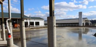 Additive may counteract gypsum-laced manure emissions gypsum laced manure