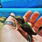 Try your hand at feeding a hummingbird hummingbird