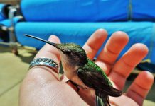 Try your hand at feeding a hummingbird hummingbird