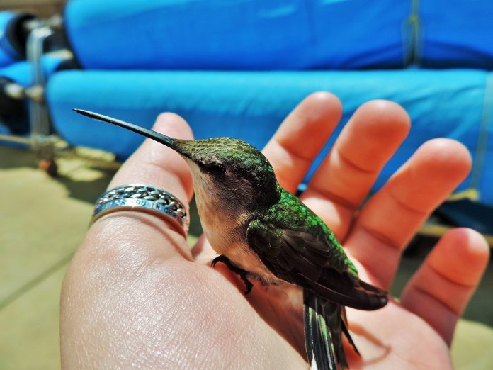 hummingbird hummingbird