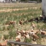 Five more cases of virulent Newcastle disease confirmed Pastured poultry