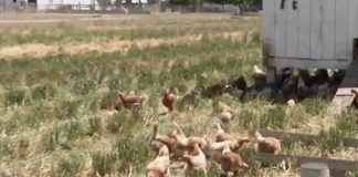 Five more cases of virulent Newcastle disease confirmed Pastured poultry