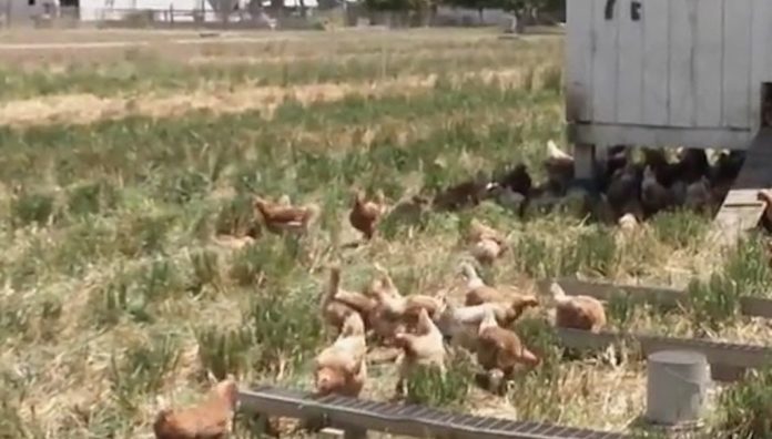Pastured poultry