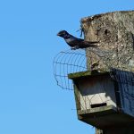 Watch a purple martin nest online and learn purple martin