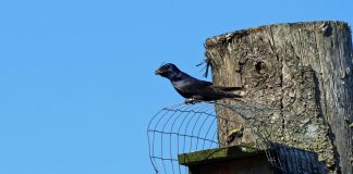 Watch a purple martin nest online and learn purple martin