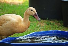 How to keep your livestock cool thirsty duck