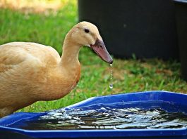 thirsty duck