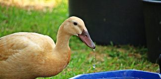 How to keep your livestock cool thirsty duck