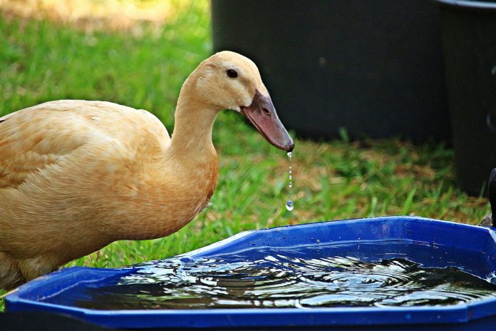 thirsty duck thirsty duck
