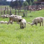 Young shepherd’s program will be educational, social