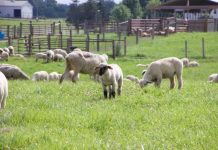 Young shepherd’s program will be educational, social