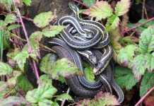 How to keep snakes out of your house, away from your yard snakes