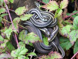 How to keep snakes out of your house, away from your yard snakes