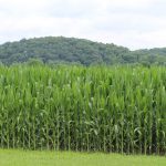 Ohio corn