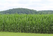 Good weather means more poor prices Ohio corn