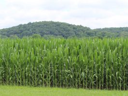 Ohio corn