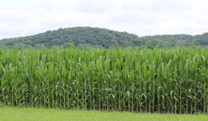 Tall corn Ohio corn